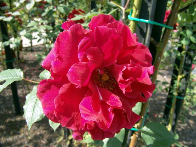 souvenirs_de_claudius_denoyel - Flori - Flori