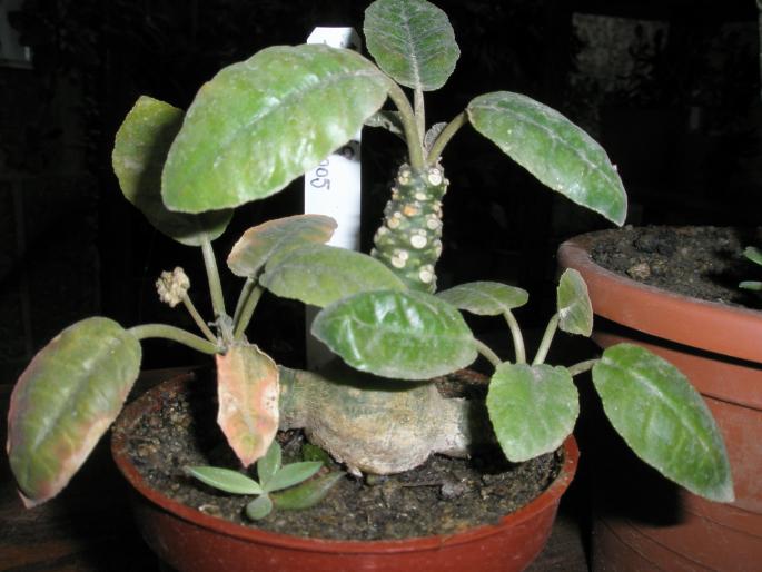 Dorstenia foetida - plante cu caudex