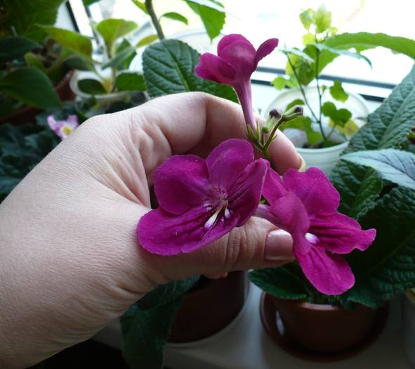 P1110405 - STREPTOCARPUSI