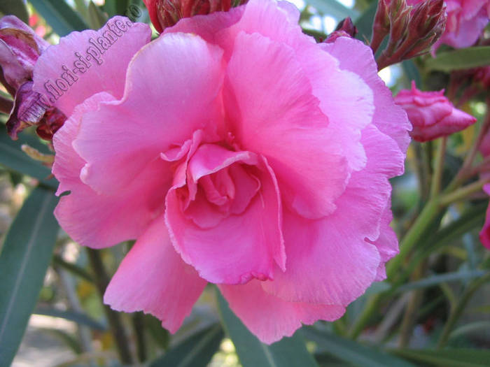 Leandru Grandiflorum 1 - Leandru - Oleandru I