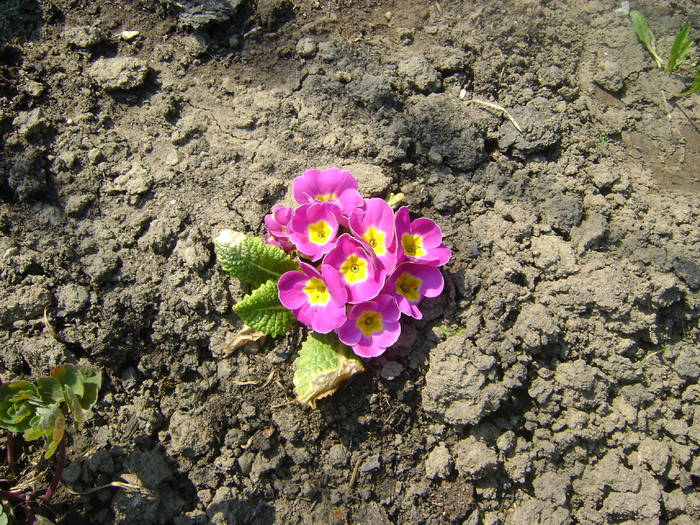 primula - florile mele -2009