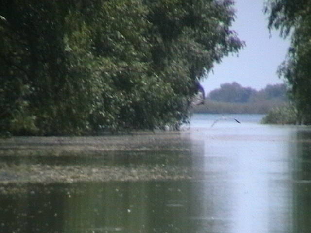 IMGA0944 - In Delta Dunarii- Mila 23-iunie 2009
