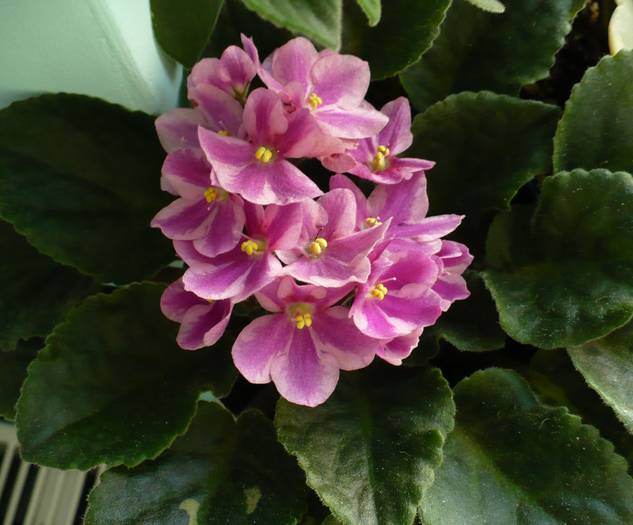 P1140641 - Saintpaulia - violete de camera