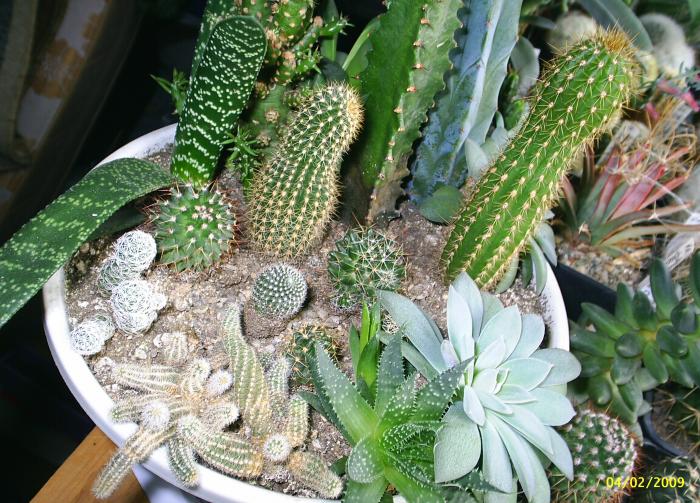 La cresa; un aranjament cu cactusi
