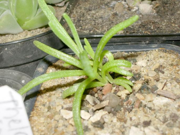 Delosperma cooperii - Suculente