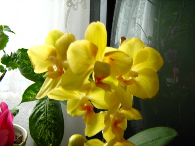 IMG_0477 - Orhidee in 2008