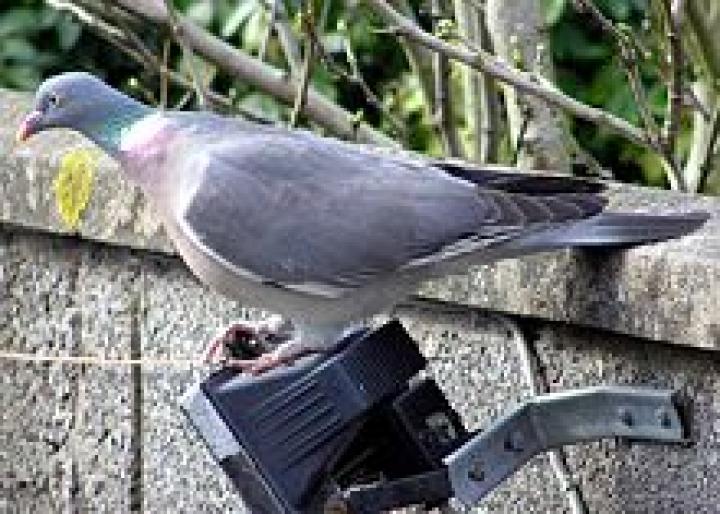 220px-Wood.pigeon.2.arp.750pix[1] - rase de porumnei
