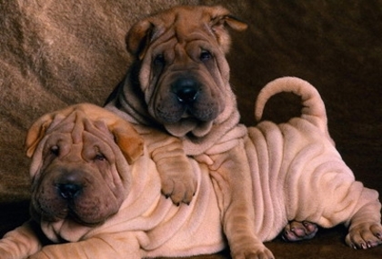 e6848fd895cdc1c1d2d999bd5d118b0c - CATELUSI