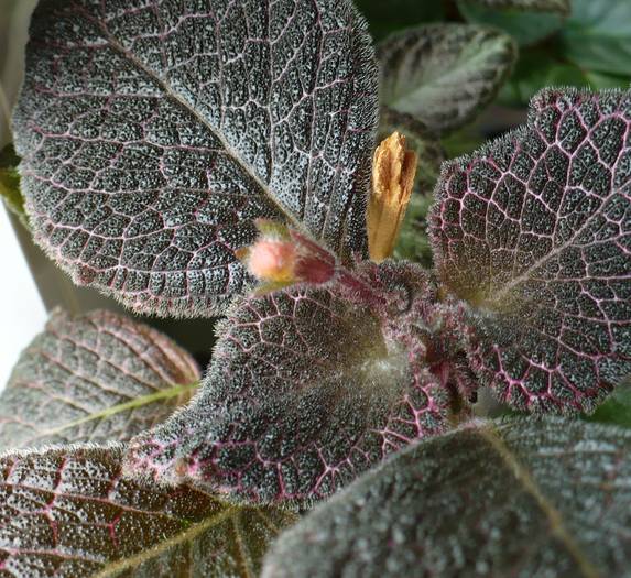 P1090479 - Episcia 2009 - 2010 - 2012 - 2014