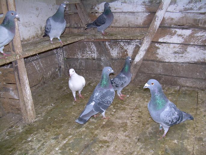 Porumbeii mei(28-10-2007) 00