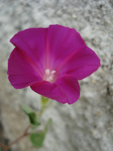 Violet Morning Glory (2009, Aug.25) Violet Morning Glory (2009, Aug.25)