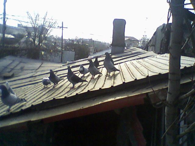 Fotografii-0028Gdjt - Porumbeii mei calatori