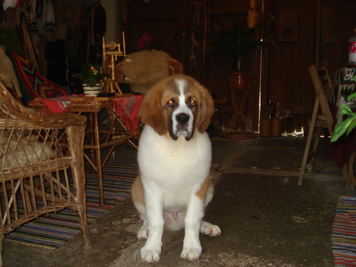 beethowen la 5 luni - saint bernard