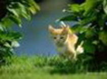 avatar pisicute 24161
