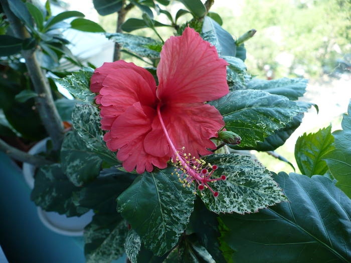 Floare Surinam - HIBISCUSI