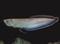 Osteoglossum%20ferreirai