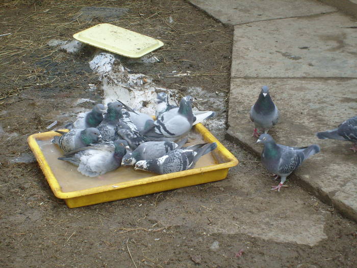 S7302368 - poze cu porumbeii mei 2009