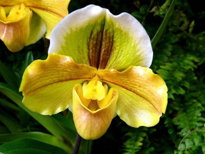 orhidee,_Paphiopedilum - poze cu flori