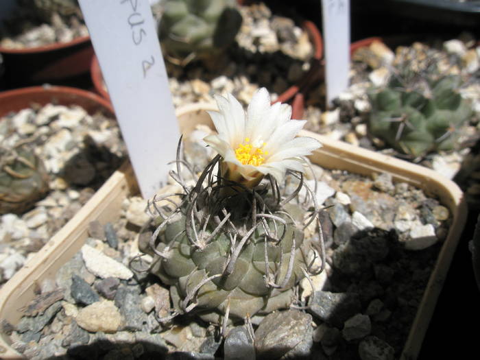 Turbinicarpus  nr. 2 - 12.06