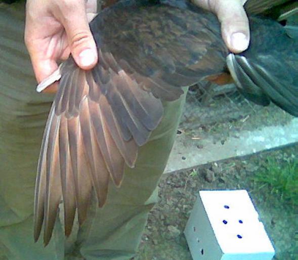 Picture 153 - 1712 Marian Serbancea