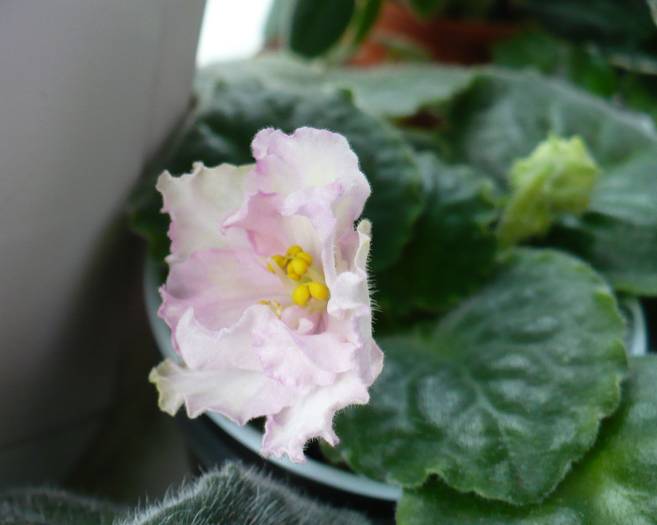 P1140378 - Saintpaulia - violete de camera