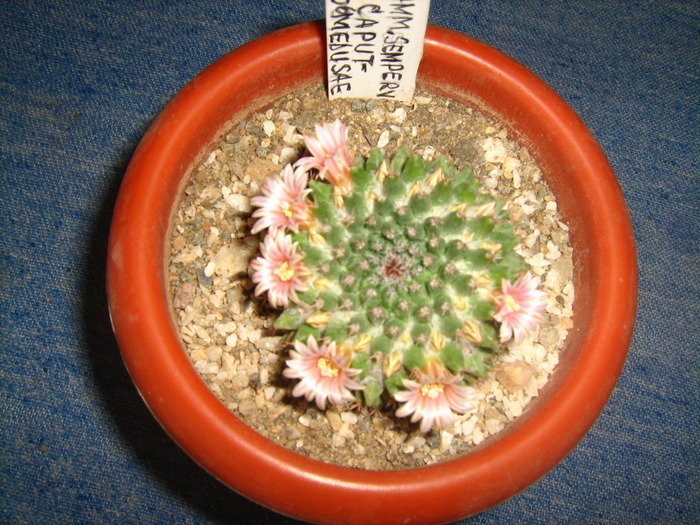 Picture 019 - cactusii mei