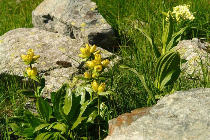 Gentiana-punctata - flori- gradini