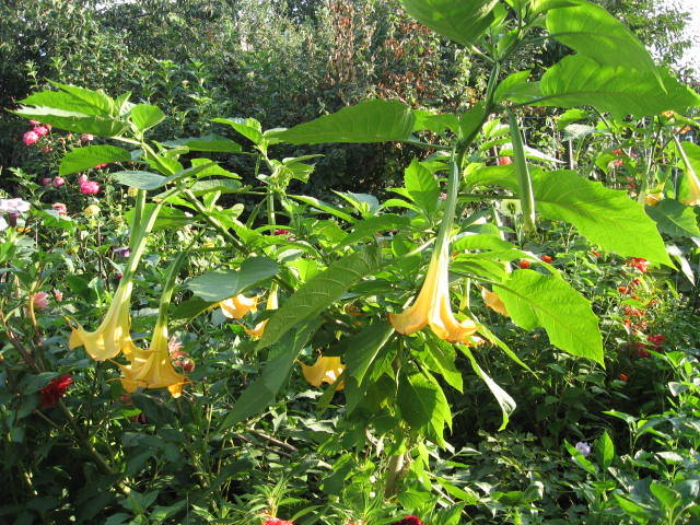 datura galbena - flori