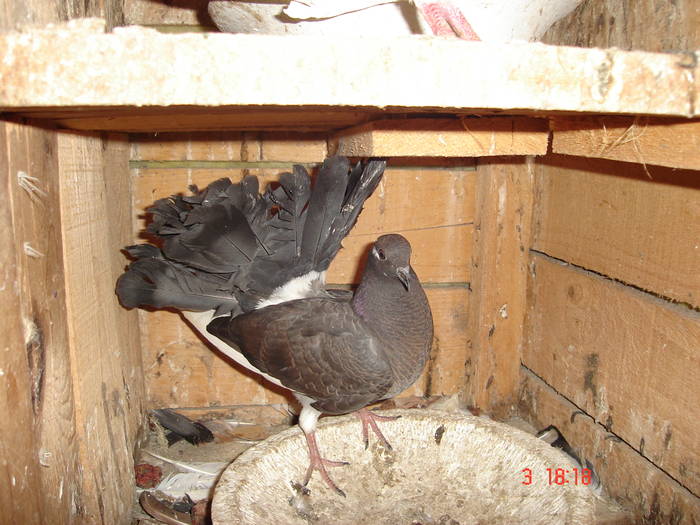 146 - D Porumbei Voltati Vechi