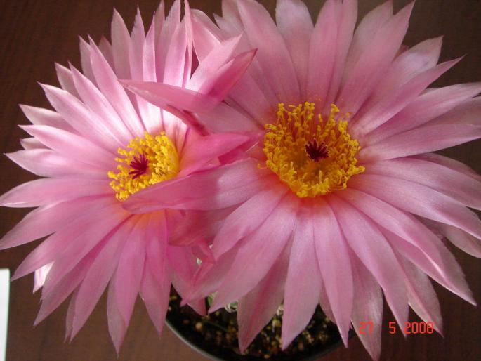 Notocactus uebelmannianus (4)