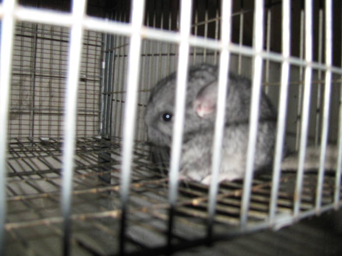 IMG_0447 - Chinchilla