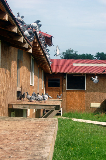 balkanic3 - MODELE DE CRESCATORII