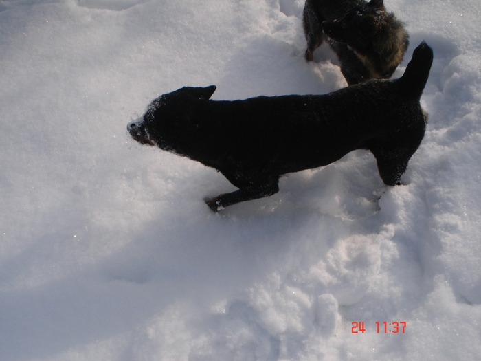 DSC08753 - Bella ianuarie 2010