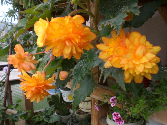 begonie galbena tivita orange - w 2007 florile mele