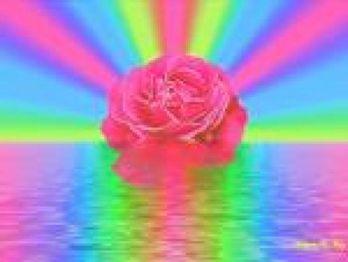 trandafirul rozz - Poze cu mine peisaje