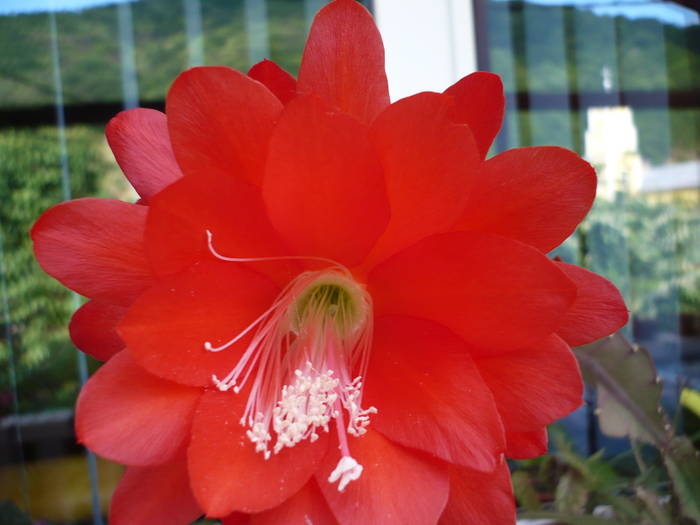 flori 19.05.2009 056 - Flori