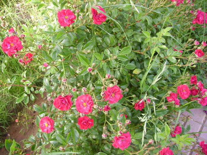 IMG_0810 - trandafirii