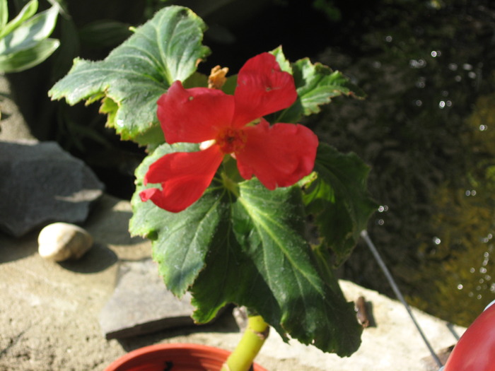 IMG_6420 - florile mele