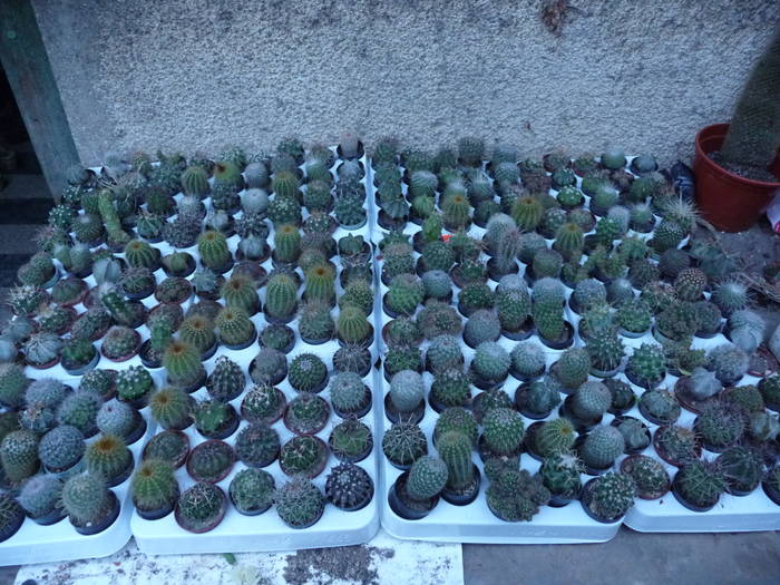 P1030602 - Cactusi