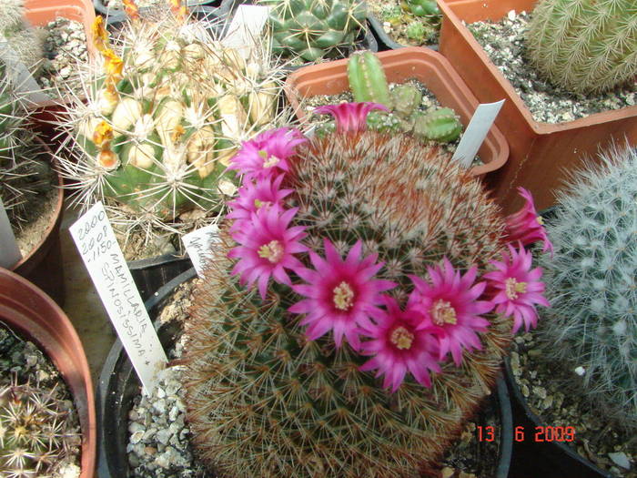 DSC06156