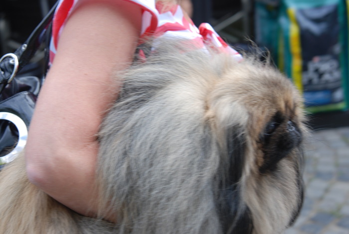 DSC_0160 - Concurs international de frumustete canina 2009 TgMures