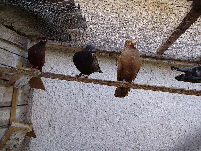 P4250043 - 1738 Dan Prismareanu