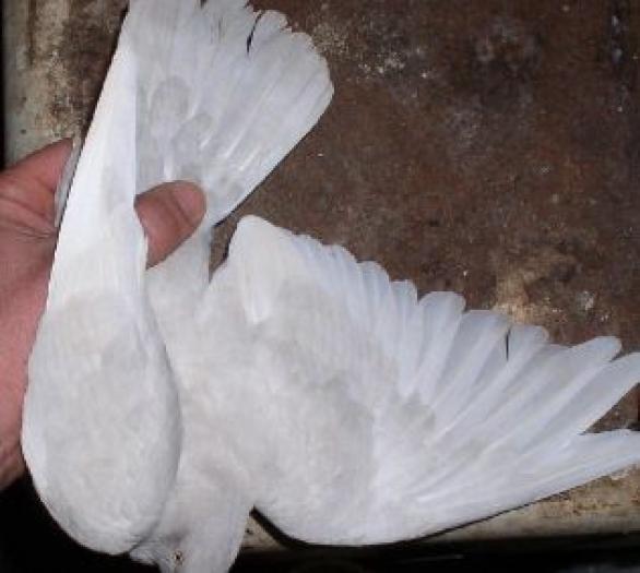 Spread Brown Milky Show Roller