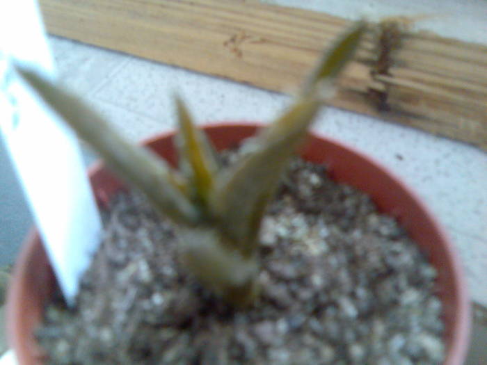 aloe squarosa