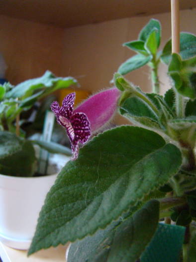 Kohleria Kapo 6 - Kohleria Kapo 2009