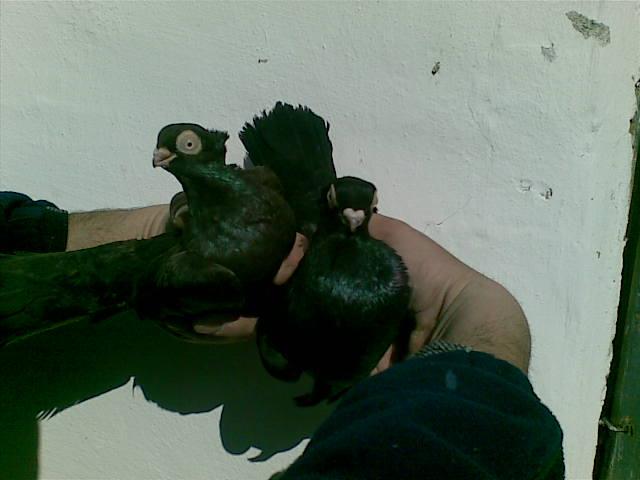 28022009(045) - diferite rase porumbei