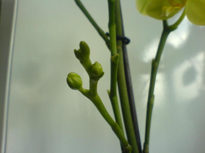 boboci orhidee