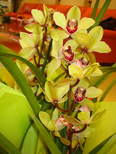 CYMBIDIUM-PENTRU NUNTA VERISOAREI MELE