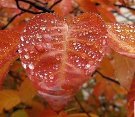 frunza cu picatura de ploaie
