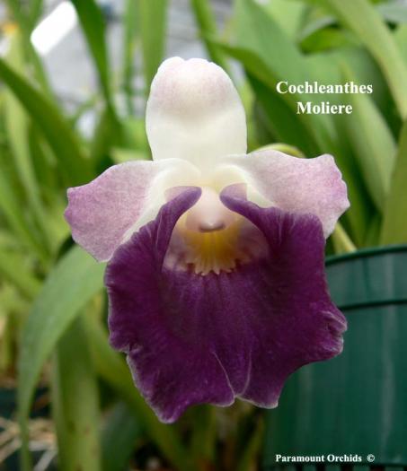 Cochleanthes%20Moliere1 - flori pt fete